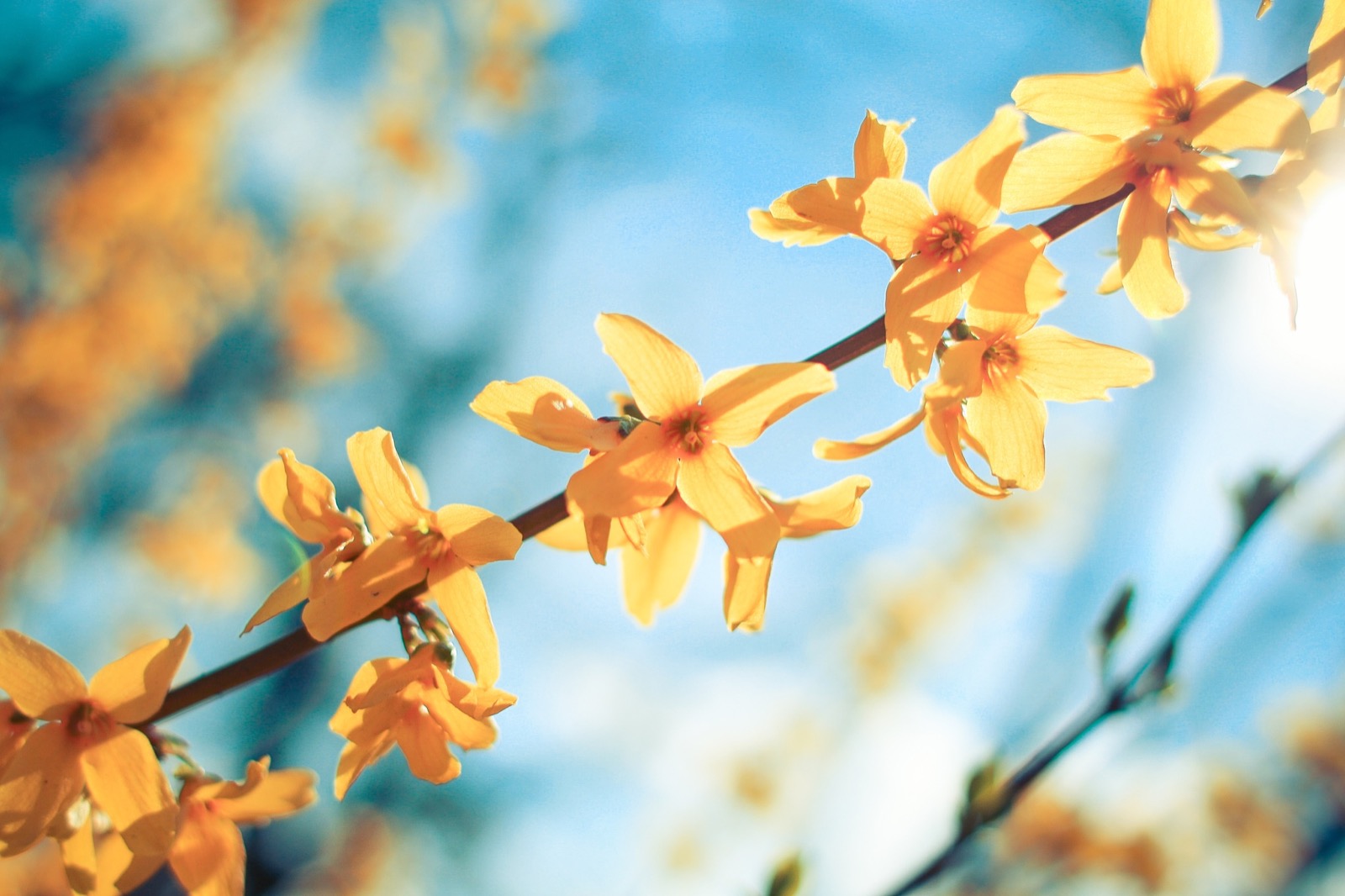 Blossom